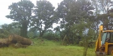 ಸೊರಬ: ಭಾರೀ ಪ್ರಮಾಣದ ಅಕ್ರಮ ಮರ ಕಡಿಗಲೆ ಪ್ರಕರಣ ಪತ್ತೆ