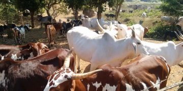 34 ತಳಿಗಳಿರುವ ಪ್ರಪಂಚದ ಏಕೈಕ ಗೋಶಾಲೆಯಲ್ಲಿ ನಾಳೆ ಸಾಮೂಹಿಕ ಗೋಪೂಜೆ