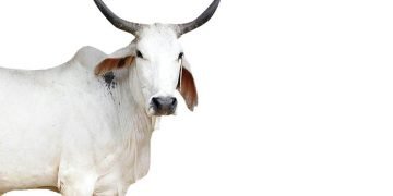 ಗೋ ಹತ್ಯೆ ನಿಲ್ಲಿಸಲು ಶಾಶ್ವತ ಪರಿಹಾರ ಇಲ್ಲಿದೆ ನೋಡಿ