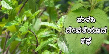 ಅದೃಷ್ಟಹೀನ ತುಳಸಿ ದೇವತೆಯಾದ ರೋಚಕ ಕಥೆ ಹೇಗೆ?