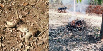 ಹೊಸನಗರ ತಾಲೂಕಿನಲ್ಲಿ ಮಂಗನ ಶವ ಪತ್ತೆ: ಸ್ಥಳೀಯರಲ್ಲಿ ಆತಂಕ