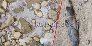 ಶಿವಮೊಗ್ಗ: ಹೊಸಹಳ್ಳಿ ತುಂಗಾ ನದಿ ನೀರಿಗೆ ವಿಷ ಮಿಶ್ರಣ? ನೂರಾರು ಮೀನು ಸತ್ತಿದ್ದೇಕೆ?