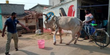 ಭದ್ರಾವತಿಯಲ್ಲಿ ನಡೆಯುತ್ತಿದೆಯೇ ಬಿಡಾಡಿ ಹಸುಗಳ ಮಾರಣಹೋಮ?