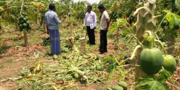 ಚಳ್ಳಕೆರೆಯಲ್ಲಿ ಭಾರೀ ಬಿರುಗಾಳಿ: ಫಸಲಿಗೆ ಬಂದಿದ್ದ ಪರಂಗಿ ಬೆಳೆ ನಷ್ಟ
