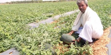 ಚಳ್ಳಕೆರೆ: ಬಿಸಿಲ ಬೇಗೆ ತಣಿಸೋ ಕಲ್ಲಂಗಡಿ ಬರಗಾಲದಲ್ಲಿಯೂ ಬಂಪರ್ ಬೆಳೆ