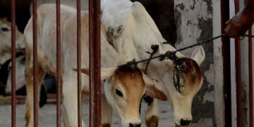 ಗೋಭಕ್ಷಕರಿಗೆ ಅಪಮೃತ್ಯು ನಿಶ್ಚಿತ ಎಂಬಲ್ಲಿ ಸಂಶಯವಿಲ್ಲ