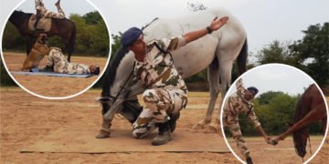 ನೀವಿದನ್ನು ನಂಬಲೇಬೇಕು: ಯೋಗ ದಿನಕ್ಕೆ ಯೋಗಾಭ್ಯಾಸ ಮಾಡಿದ ಸೇನಾ ನಾಯಿ, ಕುದುರೆಗಳು