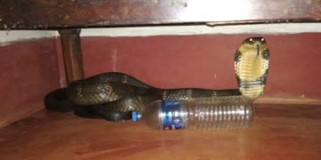 ಶಿವಮೊಗ್ಗ: ಹಣಗೆರೆ ಬಳಿ ಮನೆಯಲ್ಲಿ ಅವಿತಿದ್ದ ಕಾಳಿಂಗ ಸರ್ಪ ಸೆರೆ