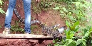 ತೀರ್ಥಹಳ್ಳಿಯ ಕೋಣಂದೂರಿನಲ್ಲಿ ಭಾರೀ ಗಾತ್ರದ ಕಾಳಿಂಗ ಸರ್ಪ ಸೆರೆ