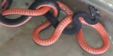 ಇದು ನೀವು ನೋಡಿರದ ಅಪರೂಪದ ವಿಷಕಾರಿ ಹಾವು