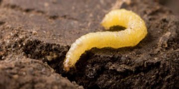 ಶಿವಮೊಗ್ಗ: ಬೇರು ಹುಳುಗಳ ನಿಯಂತ್ರಣಕ್ಕೆ ಸೂಚನೆ