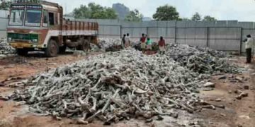 ಗೌರಿಬಿದನೂರು: ದನಗಳ ಕೊಂಬು, ಮೂಳೆ ಪುಡಿ ಮಾಡುವ ಅಕ್ರಮ ಕೇಂದ್ರ ಬಂದ್