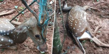 ಹೊಸನಗರ: ಬೇಲಿಗೆ ಹಾಕಿದ್ದ ಬಲೆಗೆ ಸಿಲುಕಿ ಜಿಂಕೆ ಸಾವು
