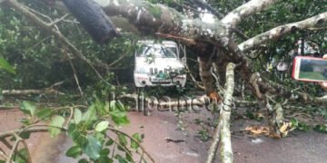 ಸಾಗರದಲ್ಲಿ ಆರ್’ಟಿಒ ಜೀಪ್ ಮೇಲೆ ಬಿದ್ದ ಬೃಹತ್ ಮರ: ಪವಾಡ ಸದೃಶ್ಯ ರೀತಿಯಲ್ಲಿ ಸಿಬ್ಬಂದಿಗಳು ಪಾರು