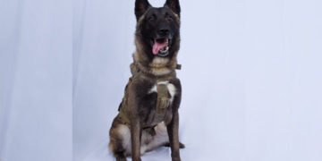 ಉಗ್ರ ಬಾಗ್ದಾದಿ ಬೇಟೆ ವೇಳೆ ಗಾಯಗೊಂಡ ಆ ನಾಯಿ ಯಾವುದು? ಸ್ವತಃ ಟ್ರಂಪ್ ಟ್ವೀಟ್ ಮಾಡಿದ್ದೇಕೆ ಗೊತ್ತಾ?