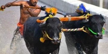 ತುಳುನಾಡ ಜನಪದ ಕ್ರೀಡೆ ಕಂಬಳದ ಓಟಗಾರ ಸರಳ ಸಜ್ಜನಿಕೆಯ ಕಾಂತಾವರ ಗುರುಪ್ರಸಾದ್ ಕೋಟ್ಯಾನ್
