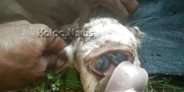 ಶಿವಮೊಗ್ಗ: ಒಂದೆಡೆಗೇ ಎರಡು ಕಣ್ಣು, ಮೂಗೇ ಇಲ್ಲದೆ ಜನಿಸಿದ ವಿಚಿತ್ರ ಕರು!