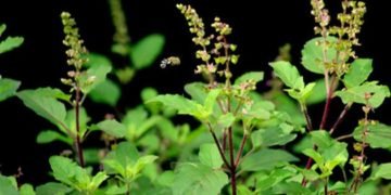 ಕರೋನಾ ಬಾರದಂತೆ ತಡೆಯಬೇಕೆ? ಆಹಾರದಲ್ಲಿ ಹೀಗೆ ಮಾಡಿ! ಪ್ರಕಾಶ್ ಅಮ್ಮಣ್ಣಾಯ ಸೂಚಿಸಿದ ಪರಿಹಾರವಿದು