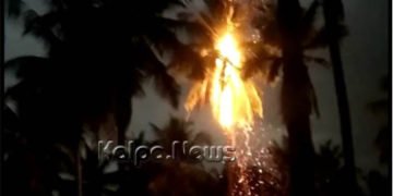 ಭದ್ರಾವತಿ ತಾಲೂಕಿನಲ್ಲಿ ಸಿಡಿಲಿಗೆ ಹೊತ್ತಿ ಉರಿದ ಬೃಹತ್ ತೆಂಗಿನ ಮರ