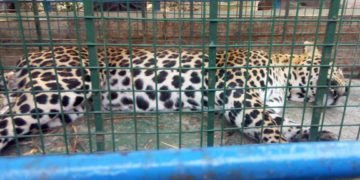 ಸುರತ್ಕಲ್: ಉರುಳಿಗೆ ಬಿದ್ದ ಚಿರತೆಯನ್ನು ಹಿಡಿದು ಕಾಡಿಗೆ ಬಿಟ್ಟ ಸಿಬ್ಬಂದಿ