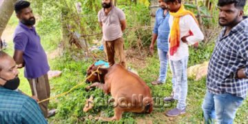 ಜೀವಂತ ಹಸುವಿನ ಚರ್ಮ ಸುಲಿದ ಕಟುಕರು: ಗೋಮಾತೆಯನ್ನು ರಕ್ಷಿಸಿದ ಬಜರಂಗದಳ ಕಾರ್ಯಕರ್ತರು