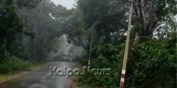 ಭಾರೀ ಮಳೆಗೆ ಉರುಳಿದ ಬೃಹತ್ ಮರ: ಕೂದಲೆಳೆ ಅಂತರದಲ್ಲಿ ಬಚಾವಾದ ವಾಹನ ಸವಾರರು