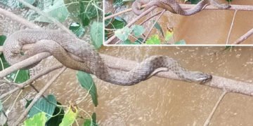 ತುಂಗಾ ನದಿಯ ಅಬ್ಬರಕ್ಕೆ ಹೆದರಿ ಒಂದೇ ಮರದಲ್ಲಿ ಆಶ್ರಯ ಪಡೆದ 15ಕ್ಕೂ ಅಧಿಕ ಹಾವುಗಳ ರಕ್ಷಣೆ