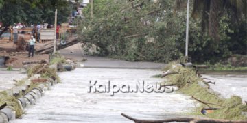 ಕೊಂಚ ಇಳಿಕೆಯಾದ ಭದ್ರೆಯ ಆರ್ಭಟ, ಹೊಸ ಸೇತುವೆ ಬಳಿ ಬೃಹತ್ ಮರ ಧರೆಗೆ