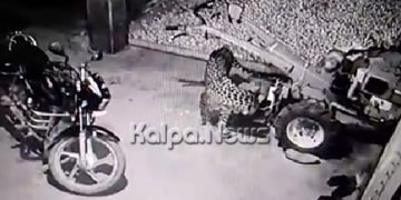 ಭದ್ರಾವತಿ ತಾಲೂಕಿನ ಕೆಲ ಗ್ರಾಮಗಳಲ್ಲಿ ಚಿರತೆ ಹಾವಳಿ, ಸಿಸಿ ಕ್ಯಾಮೆರಾದಲ್ಲಿ ದೃಶ್ಯ ಸೆರೆ: 35 ಹೆಚ್ಚು ನಾಯಿ ಆಹುತಿ