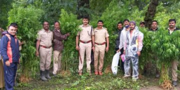 ಸೊರಬದಲ್ಲಿ ಅಬಕಾರಿ ಅಧಿಕಾರಿಗಳ ಭರ್ಜರಿ ಬೇಟೆ: 200 ಗಾಂಜಾ ಗಿಡ ವಶ