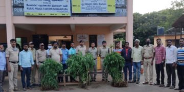 ಮಫ್ತಿಯಲ್ಲಿ ಶಿಕಾರಿಪುರ ಪೊಲೀಸ್ ಕಾರ್ಯಾಚರಣೆ ಭಾರಿ ಬೇಟೆ: ಲಕ್ಷಾಂತರ ರೂ. ಮೌಲ್ಯದ ಗಾಂಜಾ ಗಿಡ ವಶ