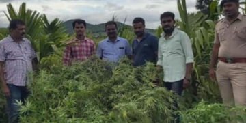 ಶಿಕಾರಿಪುರ ಪೊಲೀಸರಿಂದ ಭರ್ಜರಿ ದಾಳಿ: ಹಸಿ ಗಾಂಜಾ ಗಿಡ ವಶ, ಆರೋಪಿಗಳ ಪತ್ತೆಗೆ ಬಲೆ