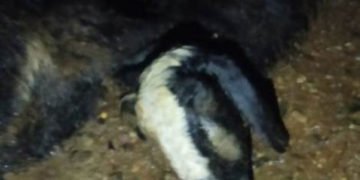 ಸಿಡಿಲು ಬಡಿದು ಮೂರು ಕುರಿಗಳು ಸಾವು