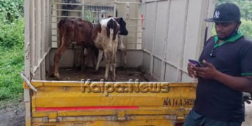 ಕಳ್ಳ ಸಾಗಾಣಿಕೆ ತಡೆದ 3 ಕರು ರಕ್ಷಿಸಿದ ಭದ್ರಾವತಿ ಬಜರಂಗದಳ ಕಾರ್ಯಕರ್ತರು: ವ್ಯಾಪಕ ಪ್ರಶಂಸೆ