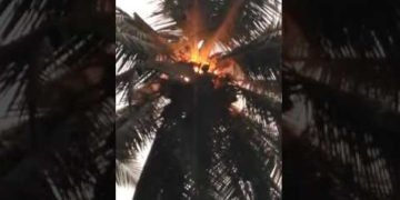 ಪಟಾಕಿ ಕಿಡಿಯಿಂದ ಹೊತ್ತಿಕೊಂಡ ತೆಂಗಿನ ಮರ: ಬೆಂಕಿ ನಂದಿಸಿದ ಅಗ್ನಿಶಾಮಕ ಸಿಬ್ಬಂದಿ