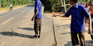 ವಾಹನಕ್ಕೆ ಸಿಲುಕಲಿದ್ದ ನಾಗರಹಾವನ್ನು ರಕ್ಷಿಸಿ, ಸುರಕ್ಷಿತವಾಗಿ ಅರಣ್ಯಕ್ಕೆ ಬಿಟ್ಟ ಸ್ನೇಕ್ ಕೃಷ್ಣಪ್ಪ