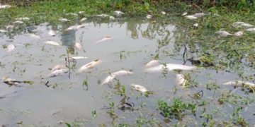 ಭದ್ರಾವತಿ ಶೆಟ್ಟಿಹಳ್ಳಿ ಬಳಿ ಕೆರೆಯಲ್ಲಿ ಮೀನುಗಳ ಮಾರಣ ಹೋಮ: ದೂರು ದಾಖಲು