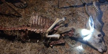 ಚಳ್ಳಕೆರೆಯ ಭಾರತೀಯ ವಿಜ್ಞಾನ ಸಂಸ್ಥೆ ಕಾಂಪೌಂಡ್ ಒಳಗೆ ಚಿರತೆ ಪ್ರತ್ಯಕ್ಷ: ಸಿಬ್ಬಂದಿಗಳಲ್ಲಿ ಆತಂಕ