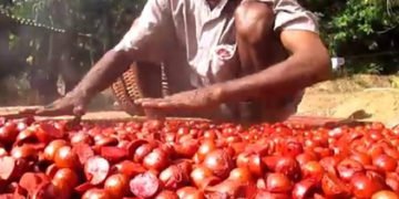 ಅಯ್ಯೋ ಧಾರುಣ! ತೀರ್ಥಹಳ್ಳಿಯಲ್ಲಿ ಅಡಿಕೆ ನುಂಗಿ 1 ವರ್ಷದ ಮಗು ಸಾವು