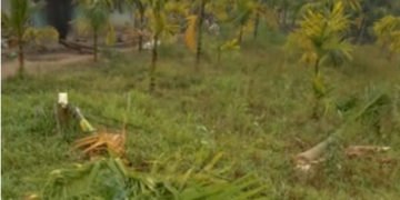 ಉಂಬ್ಳೇಬೈಲ್: ಊರಿಗೆ ಬಂದ ಕಾಡಾನೆಗಳು
