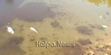 ಸೊರಬ ಕ್ಯಾಂಪ್ ಕೆರೆಯಲ್ಲಿ ಮೀನುಗಳ ಮಾರಣ ಹೋಮ