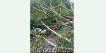 ಚಲಿಸುತ್ತಿದ್ದ ಬೈಕ್ ಮೇಲೆ ಮರ ಬಿದ್ದು ಇಬ್ಬರಿಗೆ ತೀವ್ರ ಗಾಯ