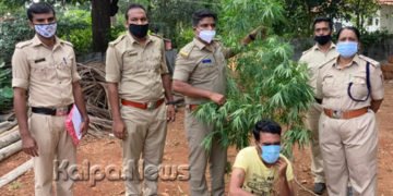 ಸಾಗರ: ಅಬಕಾರಿ ದಾಳಿ ಅಕ್ರಮವಾಗಿ ಬೆಳೆದಿದ್ದ ಗಾಂಜಾ ವಶಕ್ಕೆ