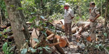 ಹಳೇ ಸೊರಬ ದೇವರಕಾಡಿನಲ್ಲಿ ವ್ಯಾಪಕ ಮರಕಡಿತ: ಕಾನೂನು ಕ್ರಮಕ್ಕೆ ಅಶೀಸರ ಆದೇಶ