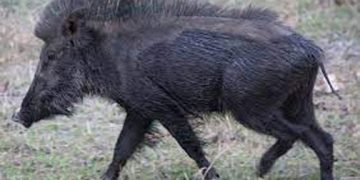 ತೀರ್ಥಹಳ್ಳಿಯ ಮಹಿಳೆ ಮೇಲೆ ಕಾಡು ಹಂದಿ ದಾಳಿ: ಗಂಭೀರ ಗಾಯ