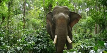 ಉಂಬ್ಳೆಬೈಲ್ ವ್ಯಾಪ್ತಿಯ ಮಾರಿದಿಬ್ಬ ಪ್ರದೇಶದಲ್ಲಿ 20 ಕಾಡಾನೆಗಳ ಸಂಚಾರ: ಸ್ಥಳೀಯರಲ್ಲಿ ಆತಂಕ