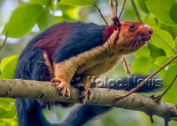 ಅಳಿವಿನಂಚಿನಲ್ಲಿರುವ ಮಲಬಾರ್ ದೈತ್ಯ ಅಳಿಲು…