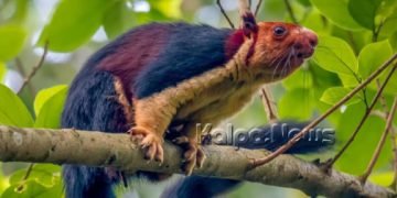 ಅಳಿವಿನಂಚಿನಲ್ಲಿರುವ ಮಲಬಾರ್ ದೈತ್ಯ ಅಳಿಲು…
