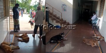ಬೀದಿ ನಾಯಿಗಳ ತಂಗುದಾಣವಾದ ಭಟ್ಕಳ ಸರಕಾರಿ ಆಸ್ಪತ್ರೆ…!
