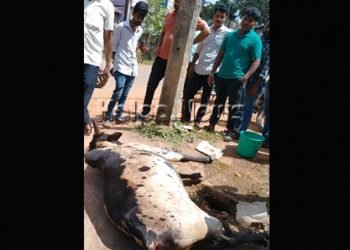 ಗೂಳಿಯ ಪ್ರಾಣಕ್ಕೆ ಮಾರಕವಾದ ಪ್ಲಾಸ್ಟಿಕ್‌ ಕವರ್?